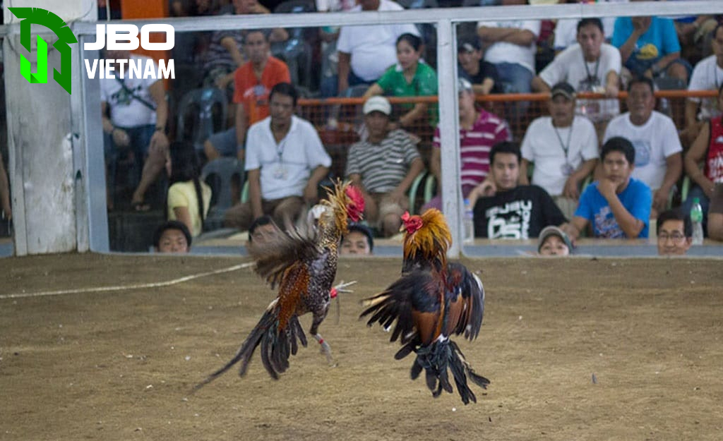 Nguồn gốc và phát triển của đá gà 88