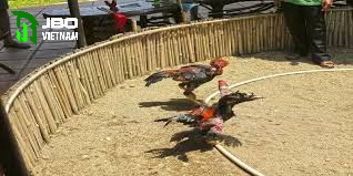 Luật chơi cơ bản đá gà 88