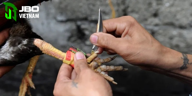 Phát triển đá gà cựa dao