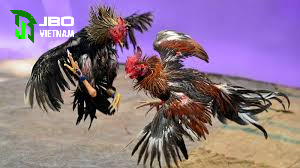 Nguồn gốc và phát triển của đá gà cựa sắt