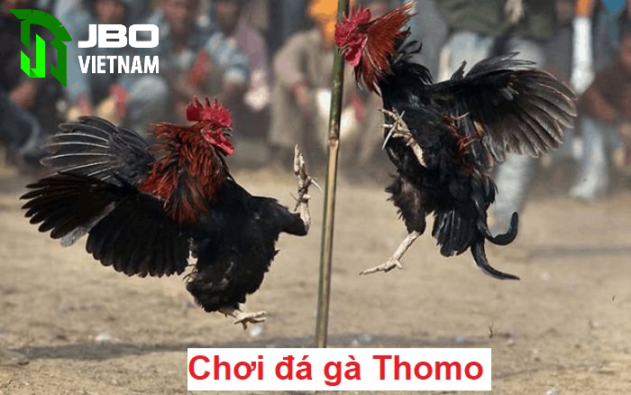 Nguồn gốc đá gà đòn thomo