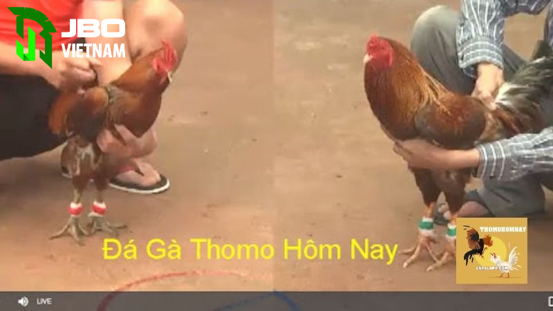Giá trị của phong thủy của đá gà đòn thomo