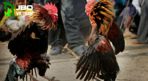 Nguồn gốc của đá gà hầu kiềng