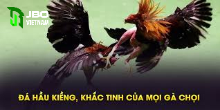 Văn hóa phong thủy của đá gà hầu kiềng