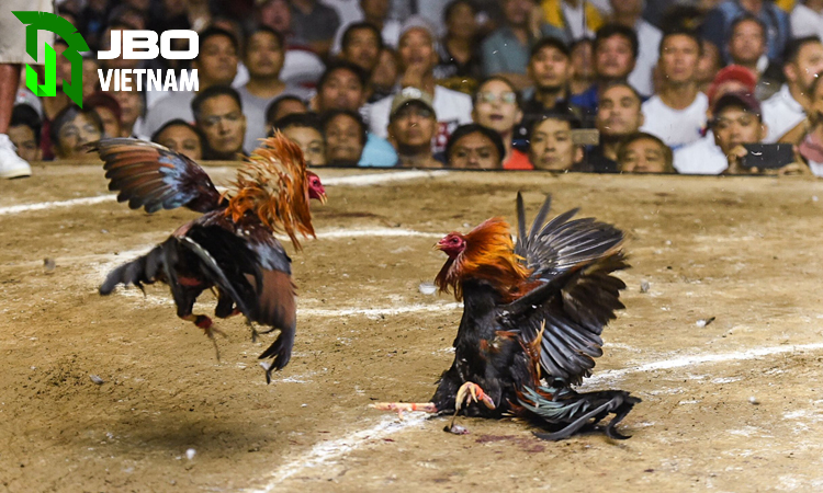 Truyền thống đá gà JBO