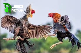 Lý do đá gà JBO lựa chọn nhiều