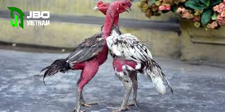 Cách chọn và luyện tập đá gà nòi