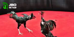 Văn hóa cả đá gà nòi