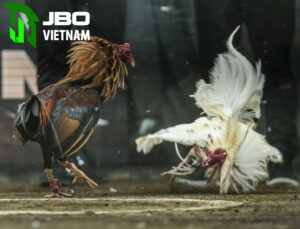 Bí quyết chơi đá gà trực tiếp c1