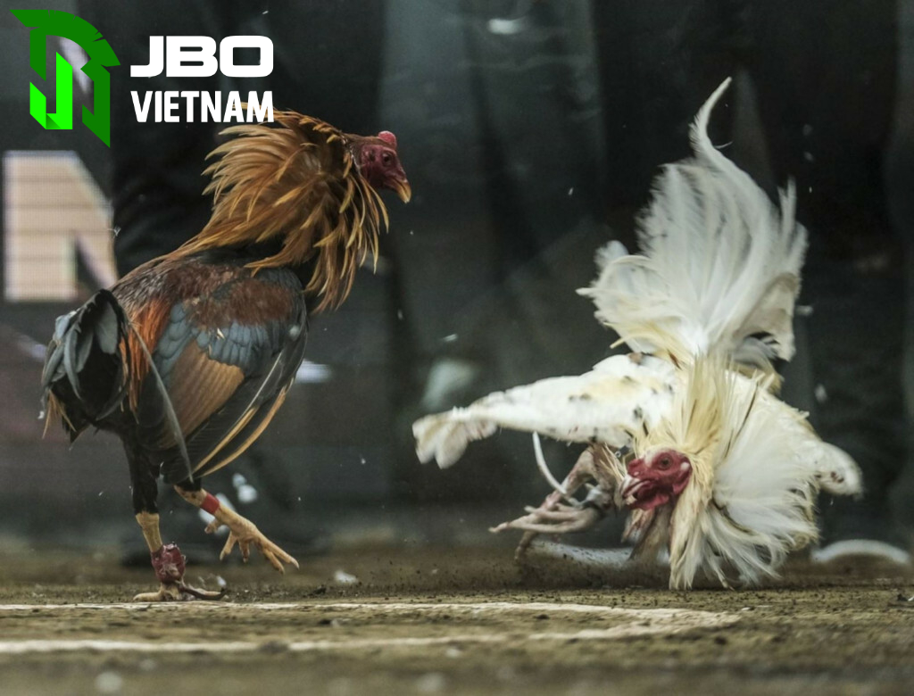 Bí quyết chơi đá gà trực tiếp c1