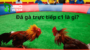 Nguồn gốc và sự phát triển của đá gà trực tiếp c1