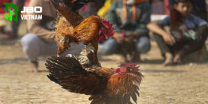 Bí quyết tham gia đá gà trực tiếp c4